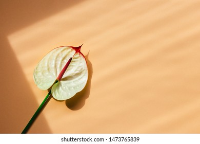Amazing tropical anthurium flower on peach pink pastelbackground. Place for text. Top color Fall-Winter 2019.