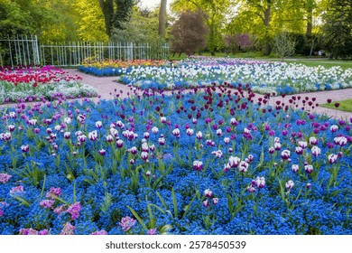 Amazing tulip fields with purple,  white, dark-purple in Cologne  Botanical garden FLORA . Small blue blue flowers- Forget-me-not flowers  as  base for color combination,