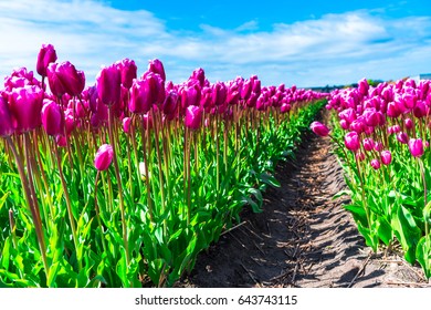 Amazing tulips field  - Shutterstock ID 643743115