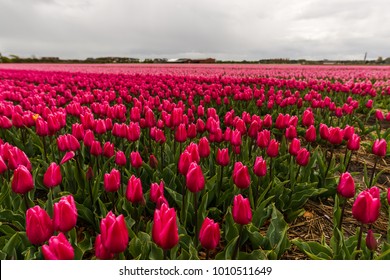 Amazing Tulips Field In Holland