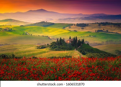 Amazing Tuscany rural landscape with red poppies in the grain fields. Flowery meadows and misty valleys at sunrise in Tuscany, near Pienza, Italy, Europe