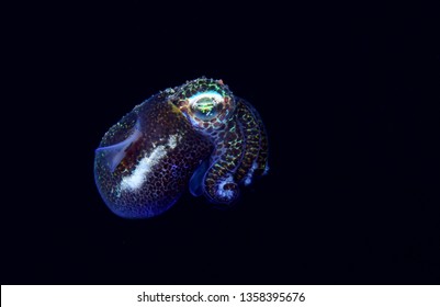 Amazing underwater world - Berry's bobtail squid - Euprymna berryi. Diving and underwater photography. Tulamben, Bali, Indonesia.  - Shutterstock ID 1358395676