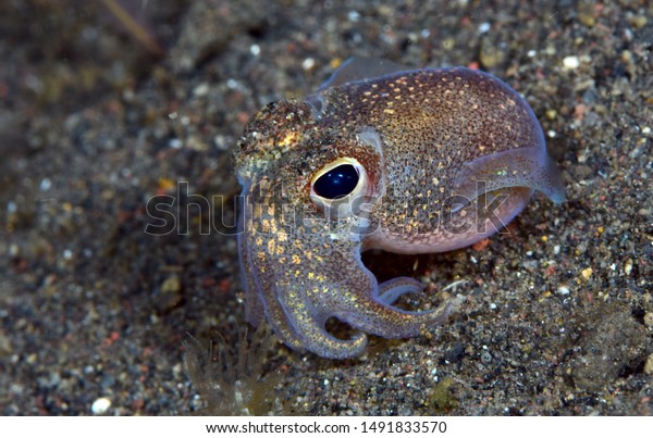 Amazing underwater world - Sepiadarium kochi\
- White-eyed bobtail squid. Diving and underwater macro photography\
in Tulamben, Bali, Indonesia.\
