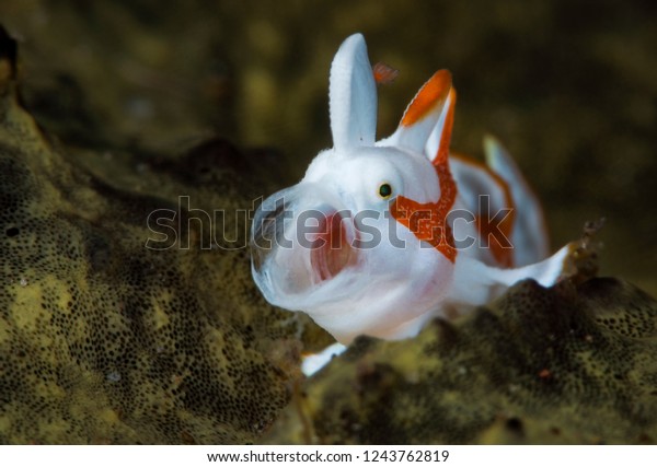 Amazing underwater Warty frogfish Wallpaper