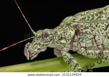 Amazing and unique wildlife katydid found on deep jungle forest in Sabah, Borneo