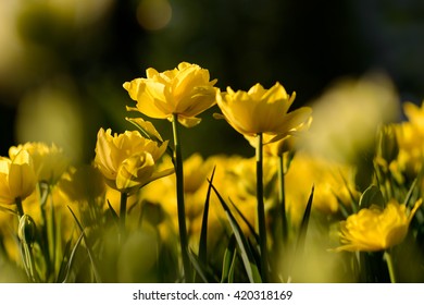 Amazing View Of Colorful Yellow Tulip Flowering In The Garden And Green Grass Landscape Under Natural Sunlight At Sunny Summer Or Spring Day. Close Up Spring Tulip Flowers Background In Morning Nature