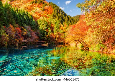 Amazing view of the Five Flower Lake (Multicolored Lake) among colorful fall woods in Jiuzhaigou nature reserve, China. Autumn forest reflected in azure water. Submerged tree trunks at the bottom.
