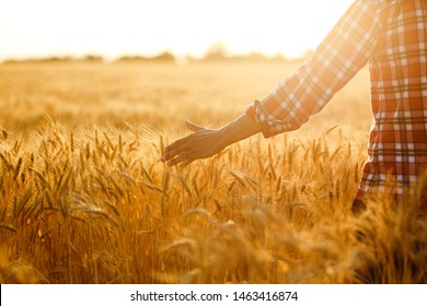 Amazing View With Man With His Back To The Viewer In A Field Of Wheat Touched By The Hand Of Spikes In The Sunset Light. Farmer Walking Through Field Checking Wheat Crop.Wheat Sprouts In Farmer's Hand