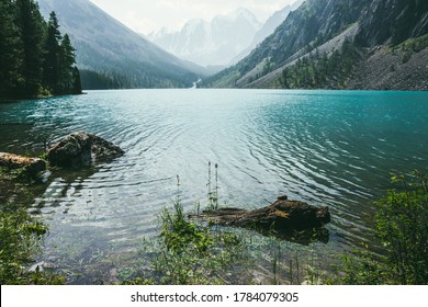 Amazing view to meditative ripples on azure clear calm water of mountain lake. Small flower grows in transparent turquoise water with relax waves. Atmospheric scenery of alpine lake and conifer trees.