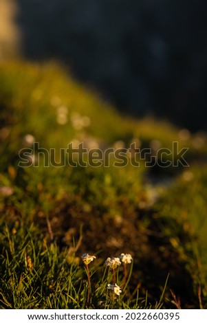 Similar – Image, Stock Photo grass stain Plant Flower