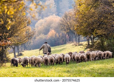 amazing view of a shepherd with sheep, walking through a meadow, seeing old fruit trees with yellow-orange leaves, unusual atmosphere of light, seeing small particles flying in the air - Powered by Shutterstock