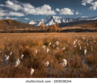 Amazing View Of The Snow-white Ridge. Blue Sky With White Clouds. In The Foreground, White Cotton Grass Close-up On Yellow Grass. Wetlands. Clear Sunny Day. Autumn In The Mountains. Altai. Siberia.