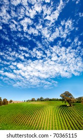 Amazing Vineyard In South Australia