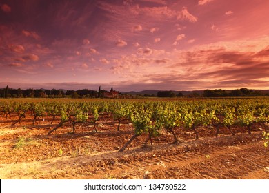 Amazing Vineyard Sunset in france