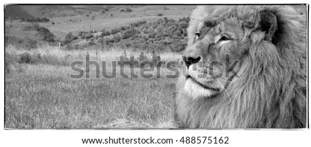 Amazing vintage photo of a beautiful African lion in a National Park. Creative artwork. Wonderful image of African wildlife. Sweet memories of travel to Africa and African safari. Post card. Retro 