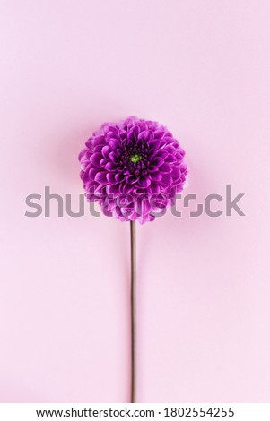 Similar – Allium isolated on white background