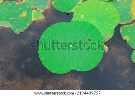 Amazing Water Lilypad in the Pond in Closeup (Plant Photography)