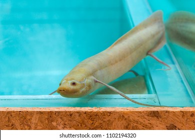 Amazing White African Lungfish ,Protopterus Aethiopicus Or Dipnoi In A Fish Tank.