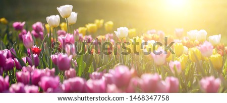 Amazing white tulip flowers blooming in a tulip field, against the background of blurry tulip flowers in the sunset light.