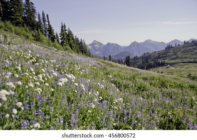 Amazing Wild flowers paradise,Mt Rainier NP