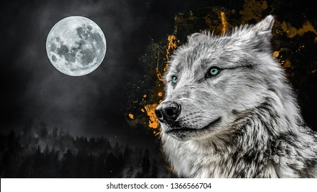 Amazing wild wolf