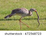 Amazing wildlife image. Animal hunting. Bird of prey attacking snake. Red-legged seriema (Cariama cristata) holding reptile.