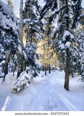 Amazing winter forest landscape. New Hampshire White Mountains, sunshine on snow covered trail.