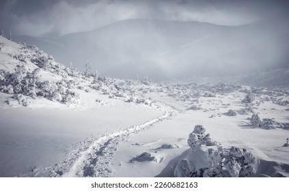 Amazing winter landscape. a footpath in a snowy valley. Frosty pine trees on snowy highlands. concept outdoor activity of Winter