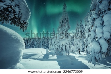 Amazing winter landscape. Winter scenery with snow capped pine trees and aurora borealis (northern lights). Night nature landscape with polar lights. Creative image. Natural background