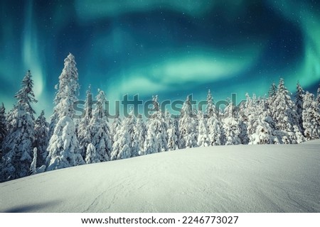 Amazing winter landscape. Wonderland in winter. Spectacular aurora borealis (northern lights) over forest through winter frosty pine trees in night scenery. Creative image. winter holiday concept.