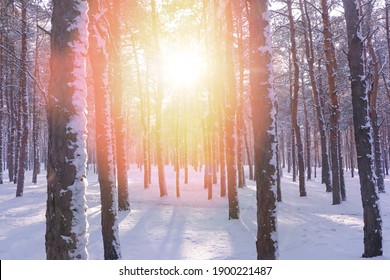 Amazing winter morning. Beautiful forest covered with snow