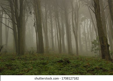 Mysterious Forest Images Stock Photos Vectors Shutterstock