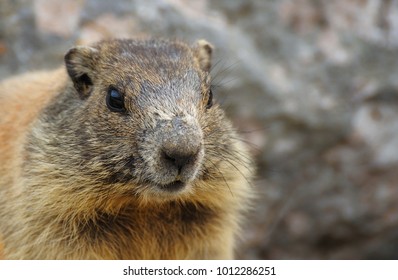 Amazing Woodchuck Closeup