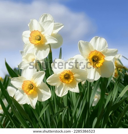 Amazing yellow daffodil flower field in morning sunlight. Spring background, perfect image for flower landscape.