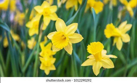 Amazing Yellow Daffodils flower field in the morning sunlight. The perfect image for spring background, flower landscape. 