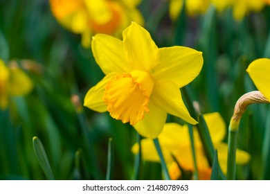 Amazing yellow daffodils flower field in the day sunlight. The perfect image for spring background, flower landscape.