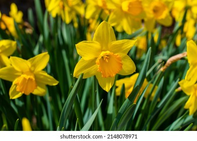 Amazing yellow daffodils flower field in the day sunlight. The perfect image for spring background, flower landscape.