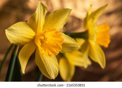 Amazing Yellow Daffodils flower field. The perfect image for spring background, flower landscape