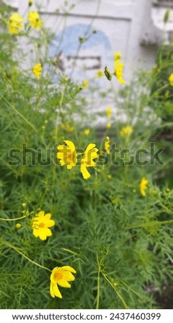 amazing yellow flower in eart 
