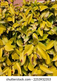 amazing yellow leaves  on ground  - Shutterstock ID 2253932353