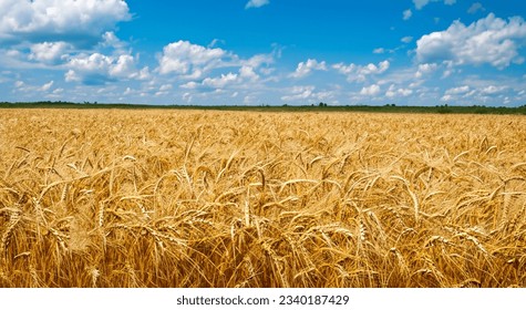amazing yellow wheat field with nice blue sky in high resolution