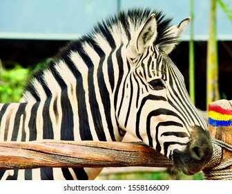 Amazing Zebra Facts. The Most Amazing Facts About These Zebra Striped African Mammals Are Interesting Creatures And Have Lots Of Fun Facts For You! Zebras Are Closely Related To Horses.