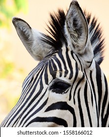 Amazing Zebra Facts. The Most Amazing Facts About These Zebra Striped African Mammals Are Interesting Creatures And Have Lots Of Fun Facts For You! Zebras Are Closely Related To Horses.