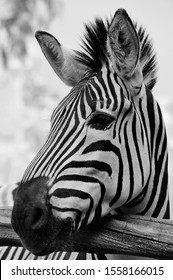 Amazing Zebra Facts. The Most Amazing Facts About These Zebra Striped African Mammals Are Interesting Creatures And Have Lots Of Fun Facts For You! Zebras Are Closely Related To Horses.