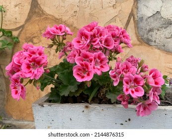 Amazingly bloom pink Pelargonium zonale - Pelargonium zonale is a species of Pelargonium native to southern Africa in the western regions of the Cape Provinces, in the geranium family. - Shutterstock ID 2144876315