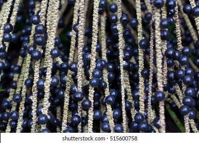 The Amazon Acai Fruit.