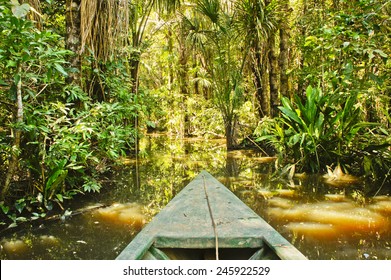 Amazon Basin, Tambopata National Park, Peru