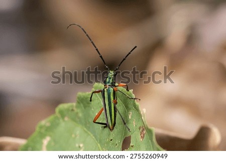 Amazon Brazil insect bug beetle