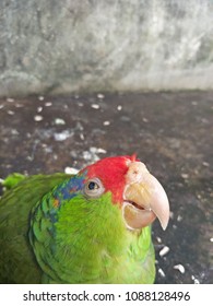 Amazon Or Brunt-Tailed Parrot (Amazona Sp.) Looking Up Overhead. There Are Predominantly Green, With Accenting Colors That Depend On The Species And Can Be Quite Vivid. 