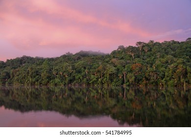 Amazon Forest